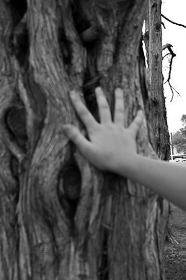 hand on tree