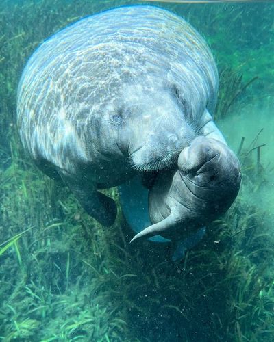 Mama and baby manatee on the silver river.?
