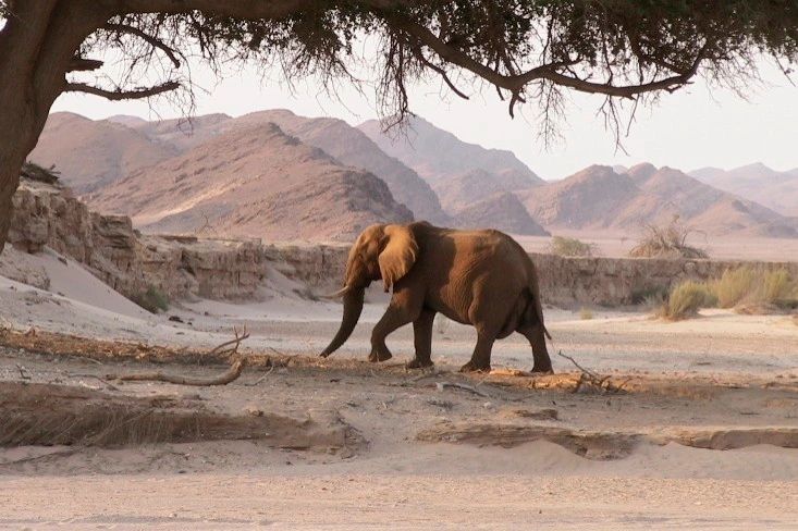 Desert Elephants