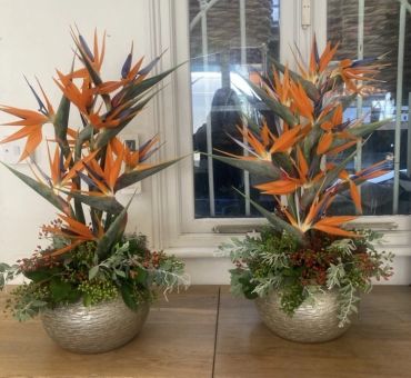 Pair of Bird of Paradise flower arrangements in silver pots.