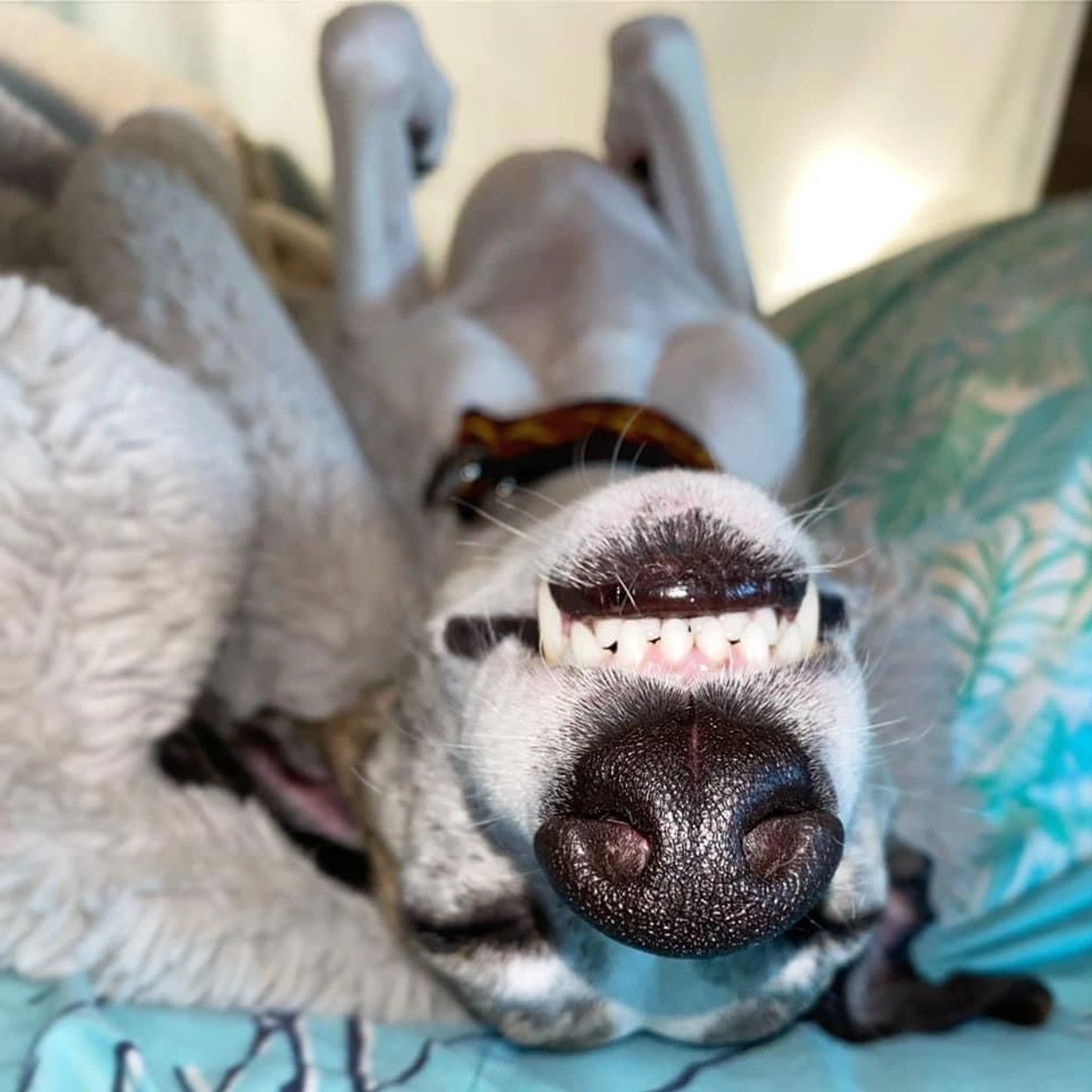 Whippet dog sleeping upside down with teeth showing 