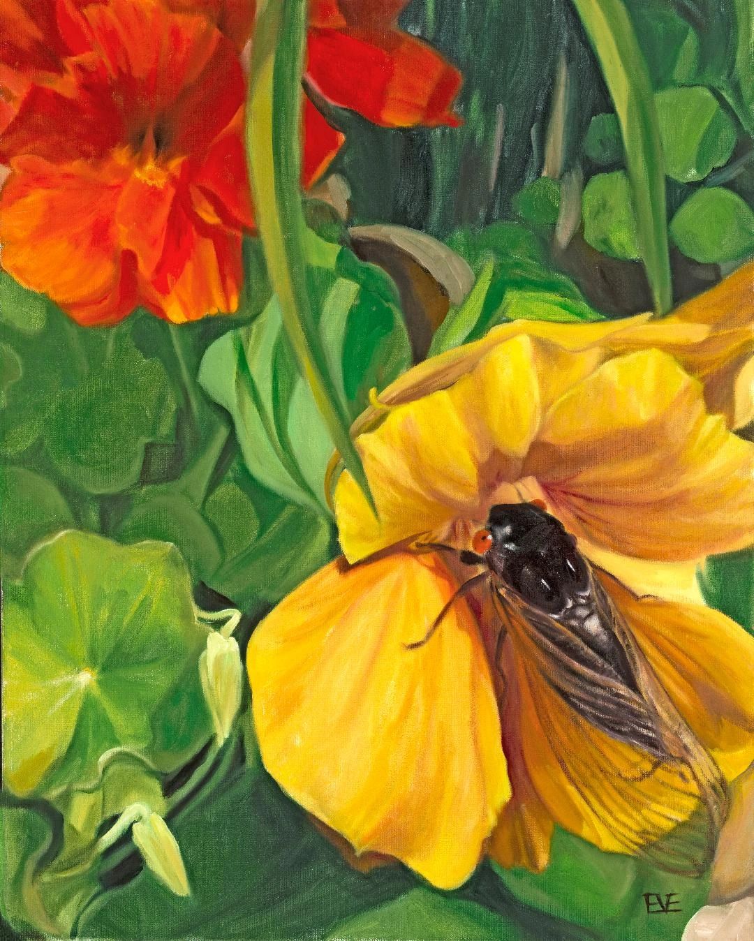 Close up of a cicada sitting on red and yellow nasturtiums