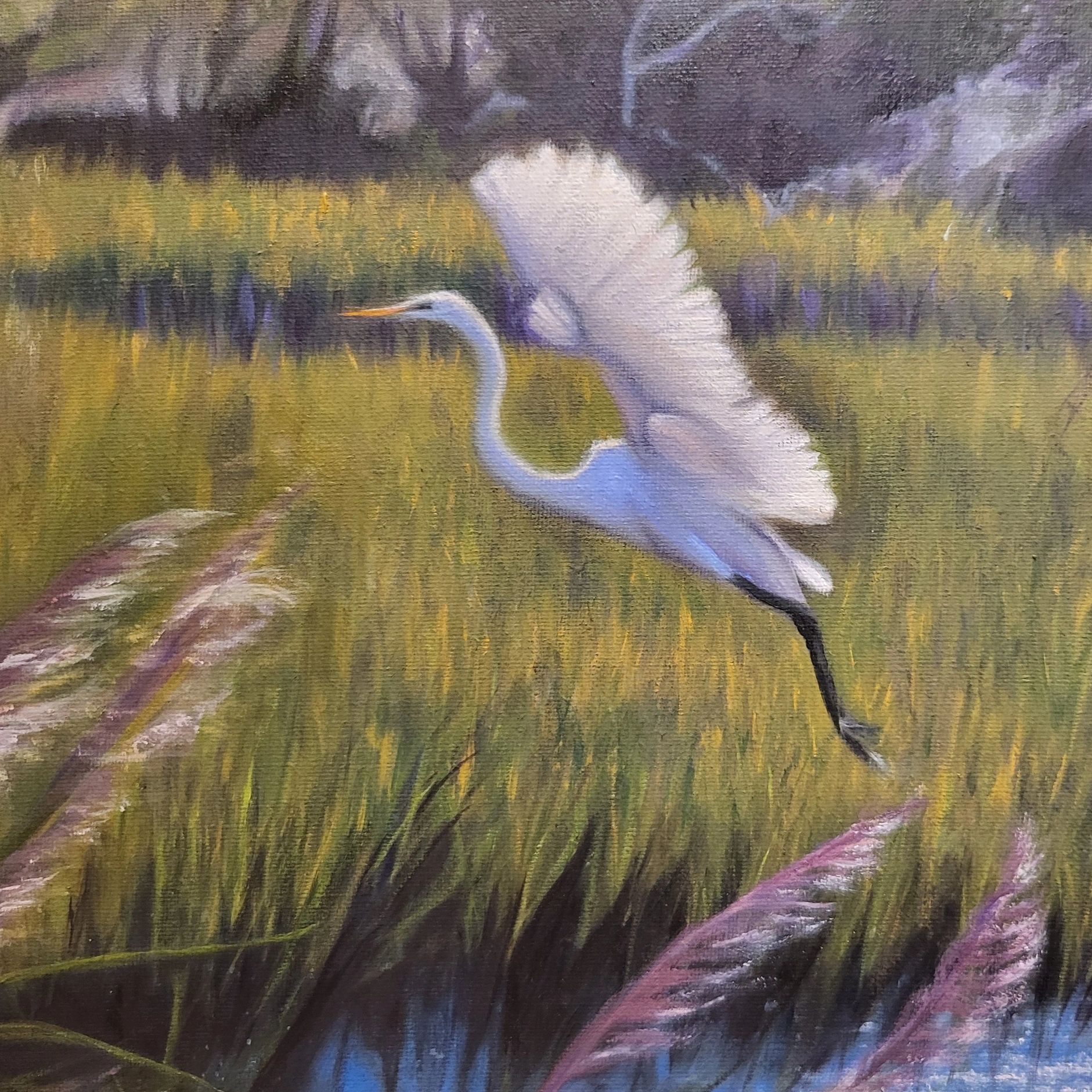Great egret taking flight over marshlands
