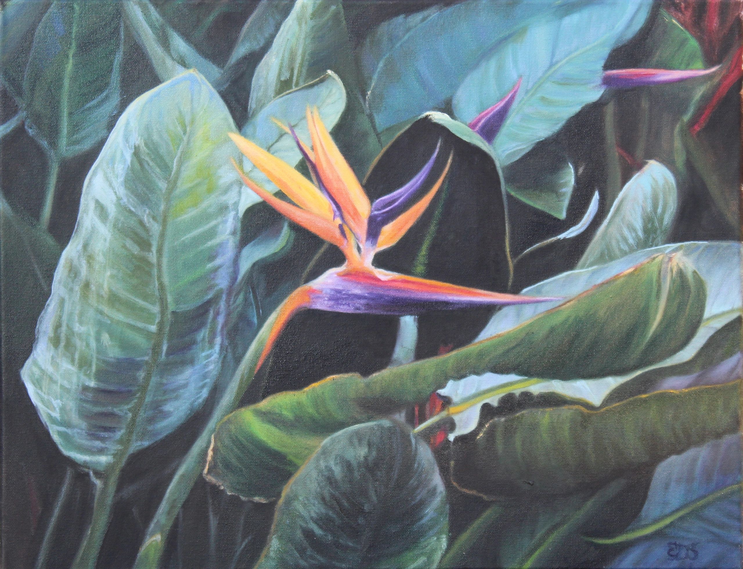 Close up of a Bird of Paradise in bloom