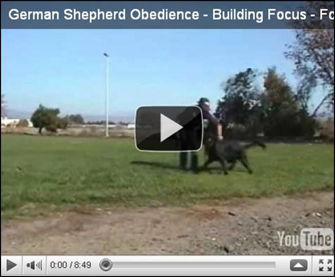 Balanced Training - video link - germanshepherdk9.com