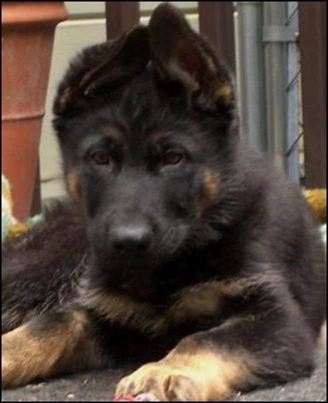 german shepherd puppy 11 weeks
