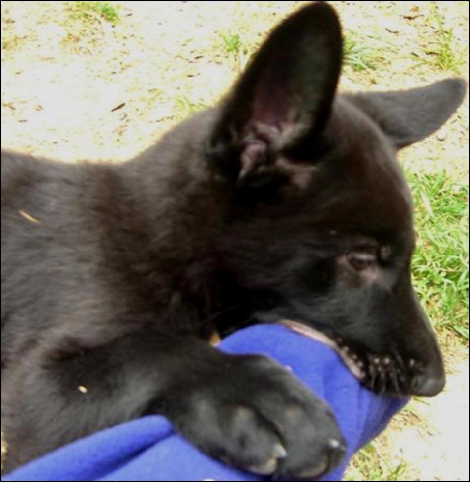 10 week German Shepherd puppy - Full Schutzhund Grips - Alfred av Stavanger Aka Larry