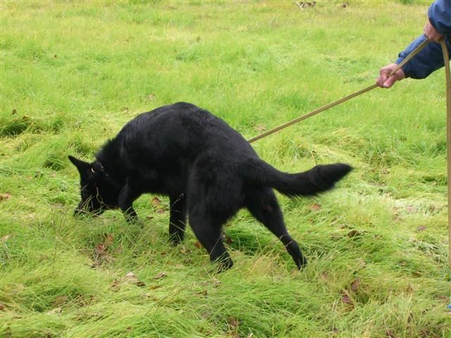 German Shepherd Tracking - Scent Work