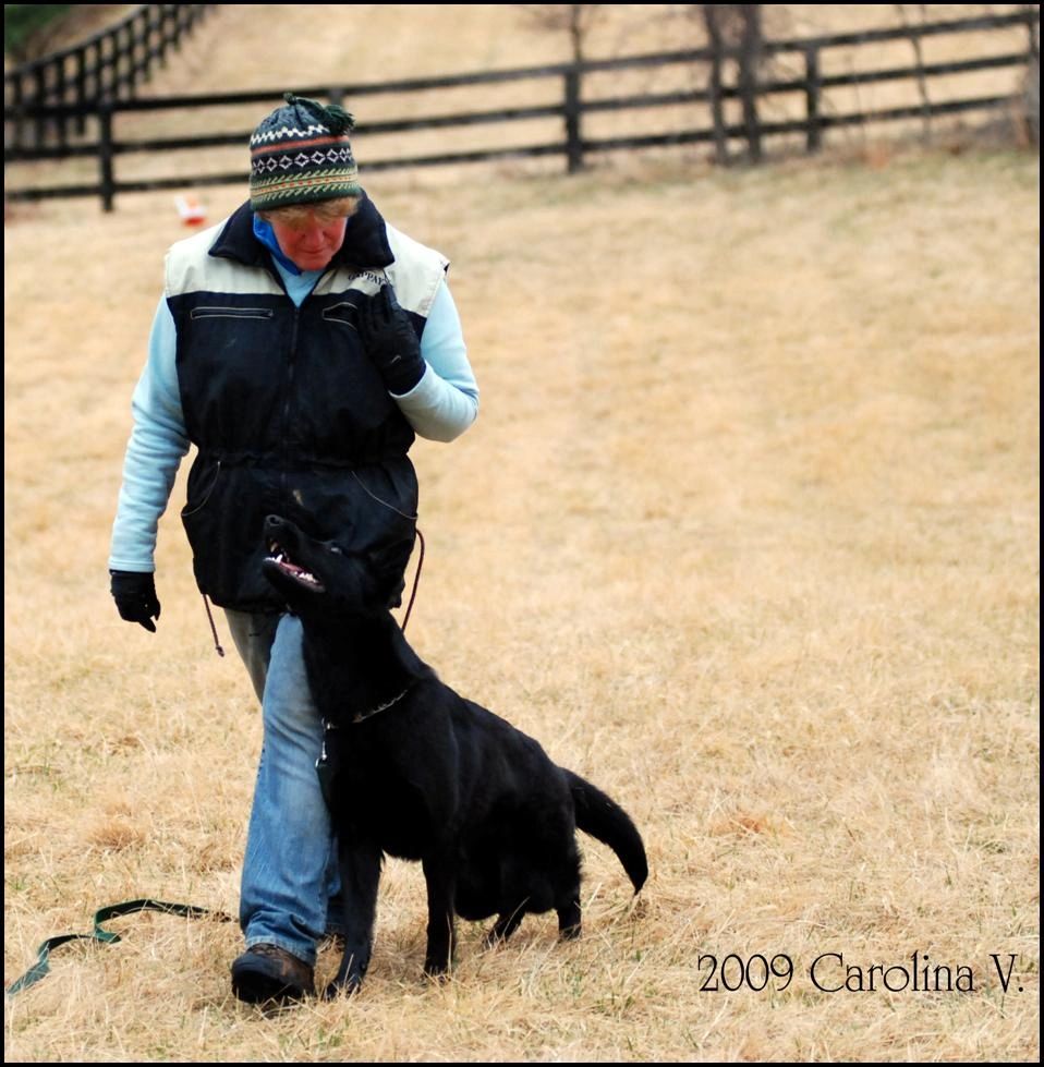 Anniken av Stavanger fussing - Schutzhund heel postition - Photo by Carolina V 