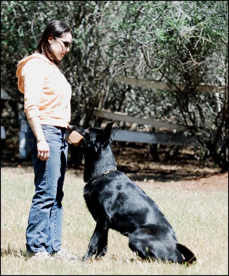 Schutzhund Dumbell Retrieve - Alfred av Stavanger Larry 14 month GSD