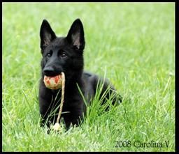 German Shepherd Puppy with a ball - Kennel Stavanger