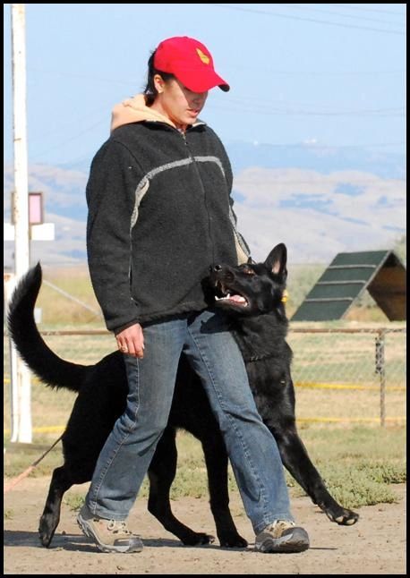 Schutzhund Focus Training - German Shepherd Obedience - Larry - Alfred av Stavanger