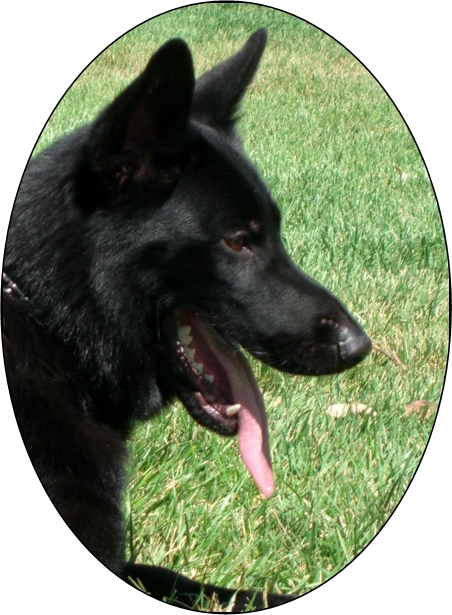 Alfred av Stavanger Aka Larry - Black German Shepherd head shot