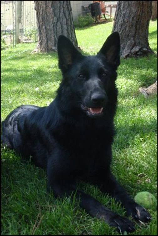 Ava av Stavanger - Black German Shepherd with dark eyes - Mother is Gjeter av Xazziam