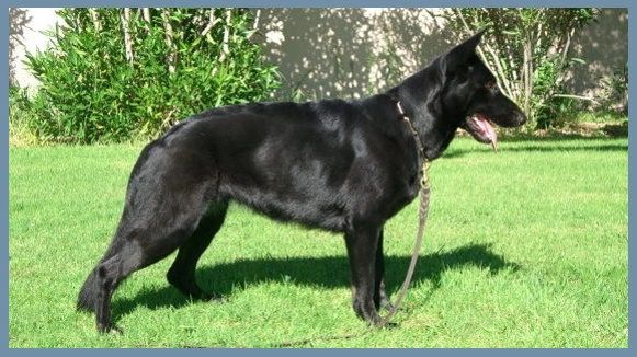 SG Gjeter av Xazziam KK1 SchH3 out of Ufo van Guys Hof and Hera vom Fichtenbrink - Black German Shep