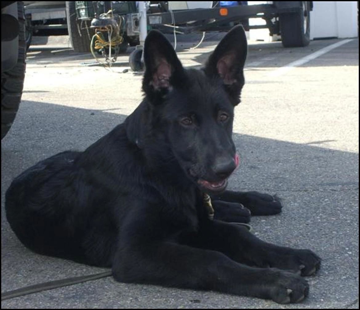 German Shepherd Male Puppy Development Photos