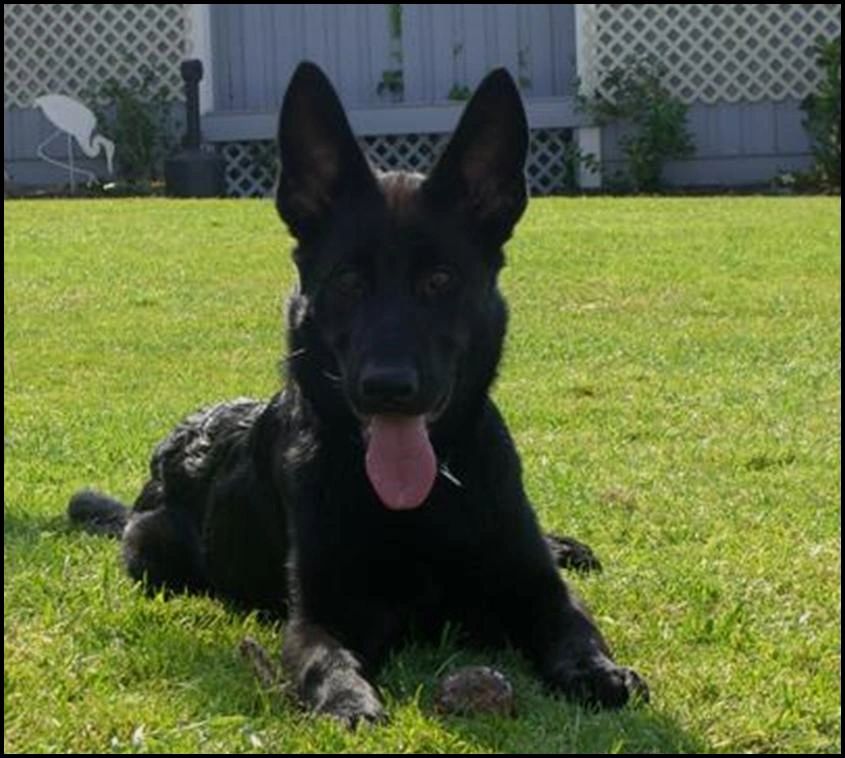 German Shepherd Male Puppy Development Photos German Shepherd Male Puppy Development Photos