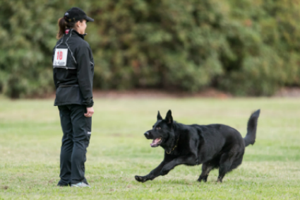 V Alfred av Stavanger IPO3 KKL - USCA 2014 IPO/ Schutzhund Regional Obedience