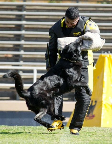 V Alfred av Stavanger IPO3 KKL aka Larry with Helper Marcus Hampton during 2013 UScA National Championships