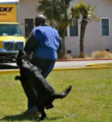 German Shepherd - Escape bite training on the suit