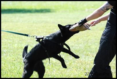 Schutzhund - Harness for protection work - Photo by Carolina V