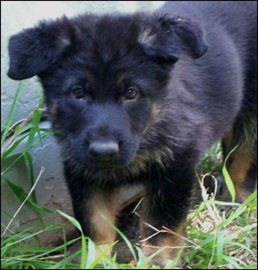 8 weeks - Black and Tan German Shepherd Puppy
