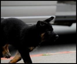 Arnstein av Stavanger - Aka Moe - 8 week German Shepherd Puppy - Black and Tan