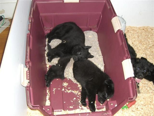 German Shepherd puppies sleeping in half crate placed in whelping box - germanshepherdk9.com