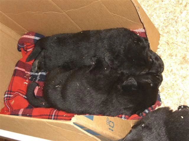 Sleeping area in the whelping box once the cedar shavings are added - Germanshepherdk9.com