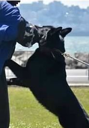 Beginning bite suit work - Black German Shepherd &quot;Larry&quot;