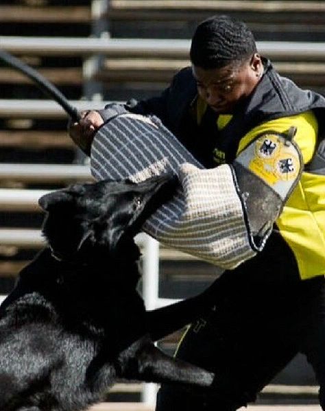 V Alfred av Stavanger IPO3 KKL aka Larry with Helper Marcus Hampton during 2013 UScA National Championships