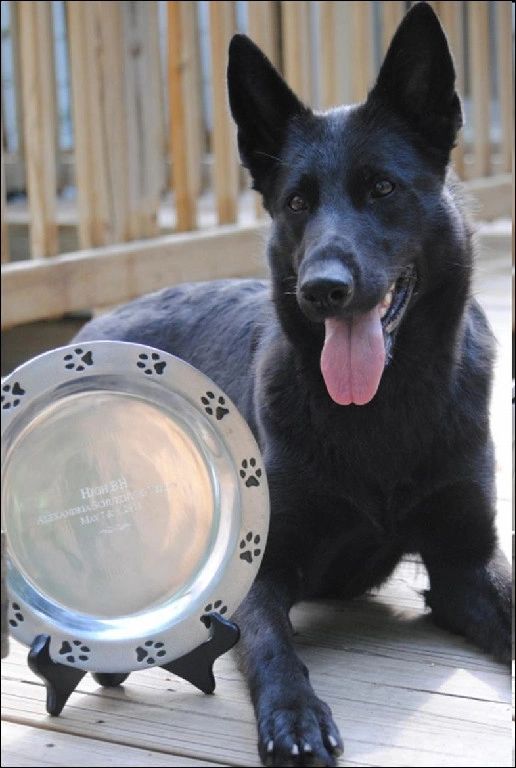 Anniken av Stavanger - BH title - High BH - Alexandria Schutzhund Club