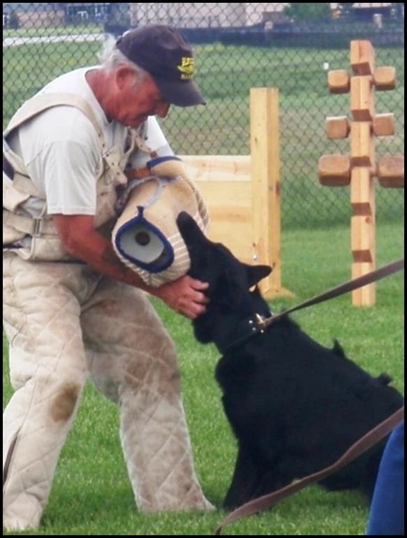 Ava av Stavanger - Asko von der lutter grand daughter out of Kway vom Posthorn black GSD female 