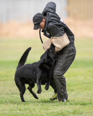 V Alfred av Stavanger IPO3 KKL - USCA 2014 IPO/ Schutzhund Regional Protection