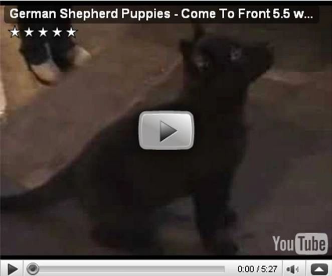 Teaching the recall - 5 1/2 week old German Shepherd puppies - Youtube link - germanshepherdk9.com