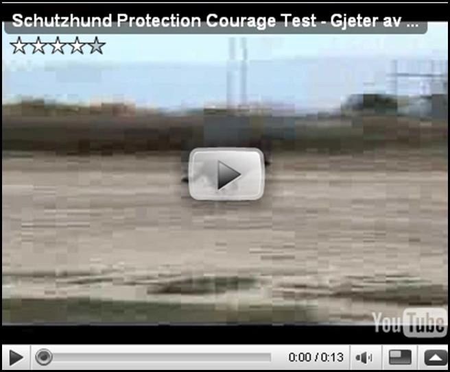 Schutzhund Courage Test - Gjeter av Xazziam an Ufo van Guys hof daughter