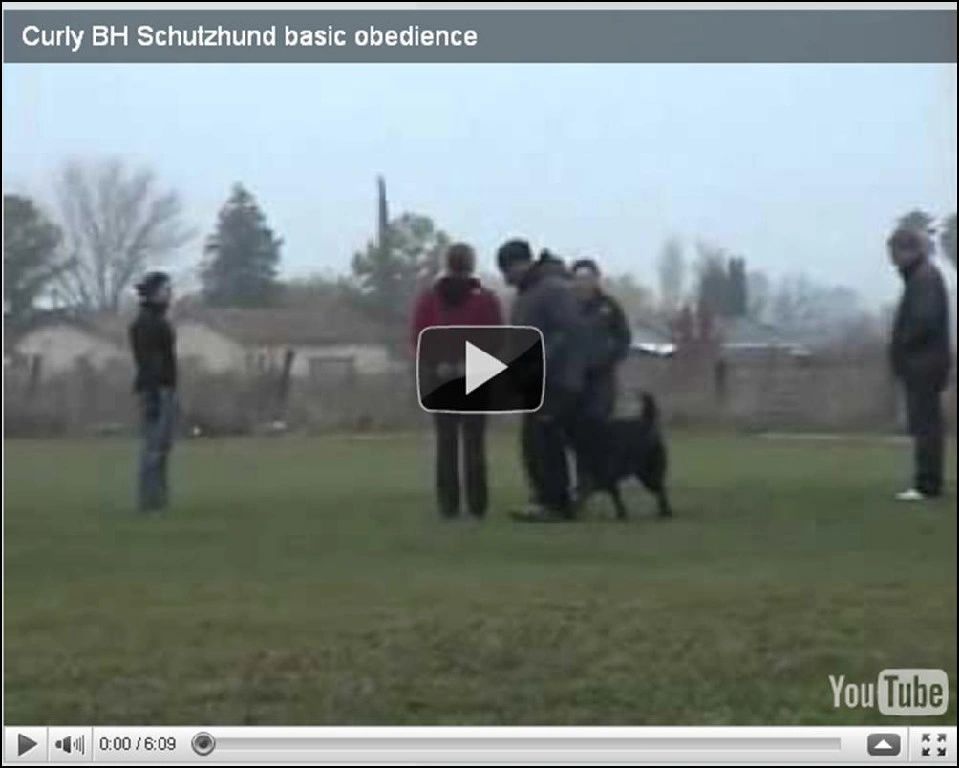 Curly Aka Angus av Stavanger BH Trial Youtube link - Basic Schutzhund Obedience