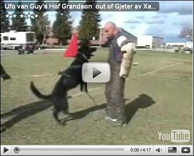 Schutzhund Protection Capping Drive -  Angus av Stavanger Aka Curly - helper Armin Winkler