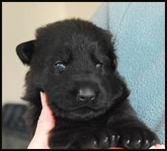 2 week old German Shepherd puppy - Ava av Stavanger