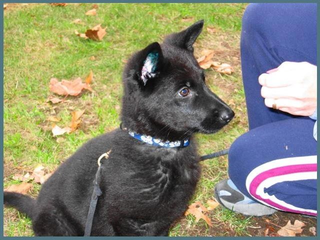 Black German Shepherd Puppy - clicker training - Gjeter av Xazziam