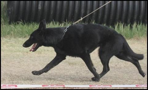 Northwestern Regional Conformation Show for Menlo Park Schutzhund Club - SG Gjeter av Xazziam  SchH3