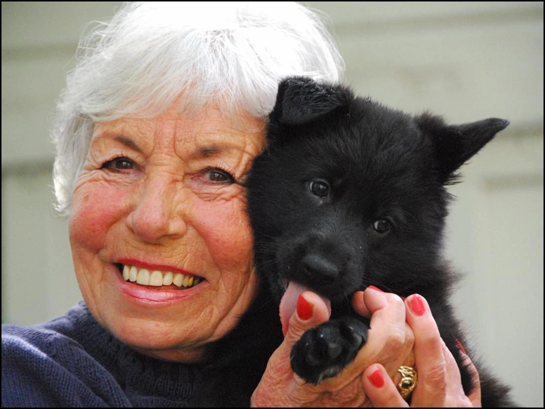 Black German Shepherd Puppy - 5 weeks old - Kennel Stavanger