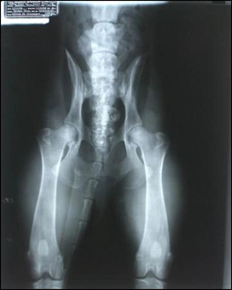 Normal canine hip x-ray - Normal hips - Kennel Stavanger - Alfred av Stavanger