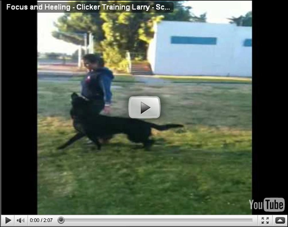 Alfred av Stavanger Larry Obedience video 2 years old