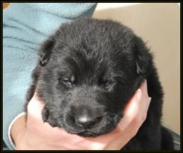 alfred av stavanger - 2 week old German Shepherd Puppy