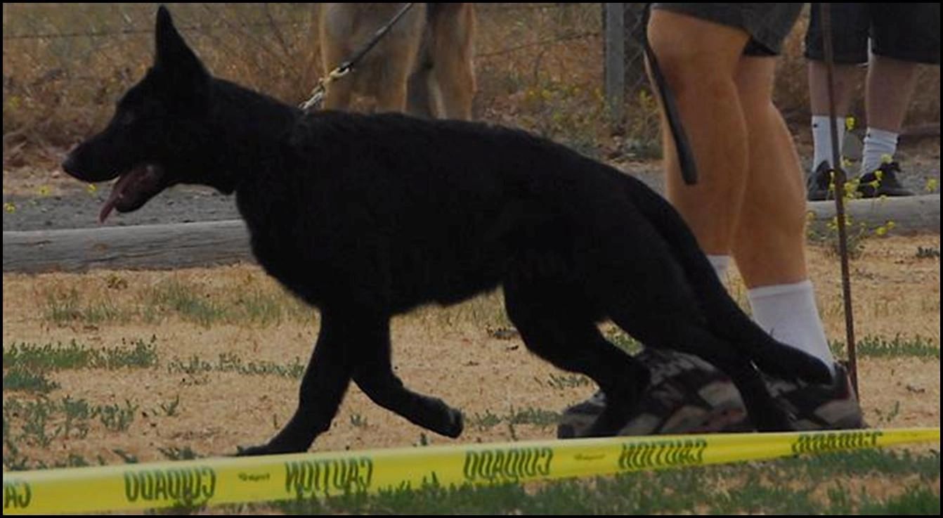 VP Alfred av Stavanger - German Shepherd Conformation Show Evaluation - Menlo Park Schutzhund Club