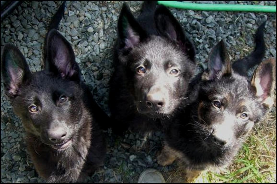 Larry, Curly , Moe - German Shepherd Photo