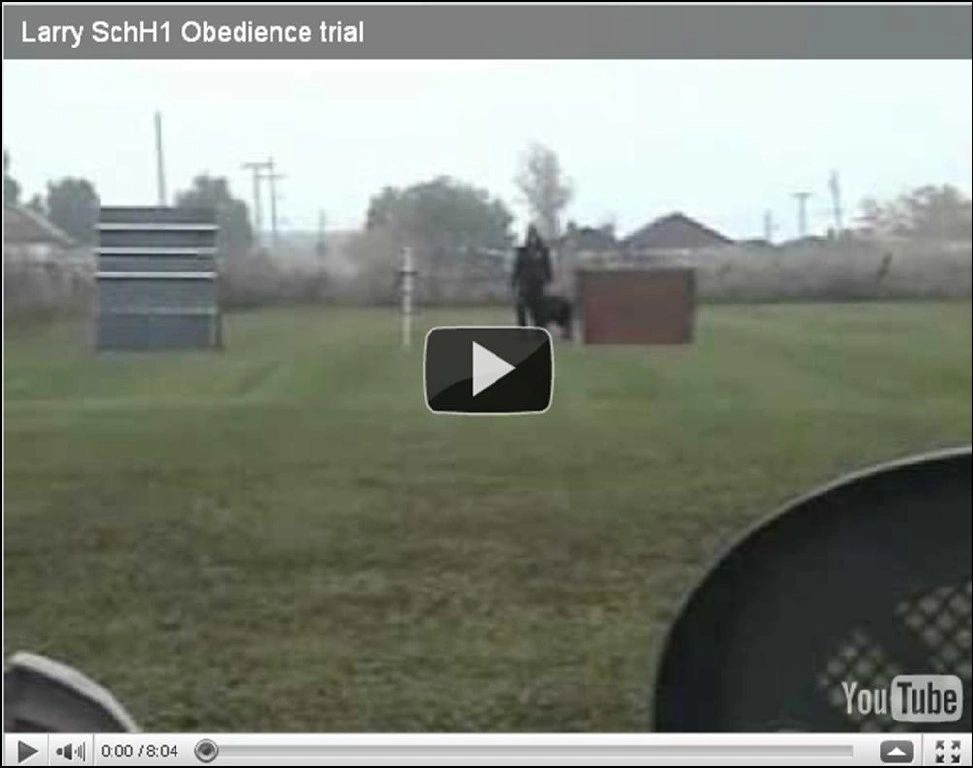 Larrys VPG1 (SchH1) Obedience - under FCI AWMA SV/USA Glenn Stephenson