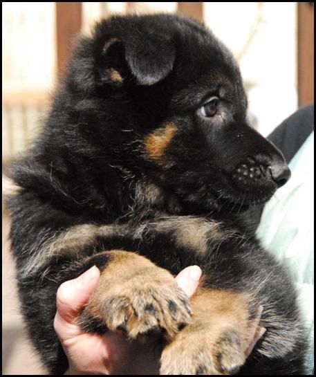 black and tan 6 week old german shepherd puppy