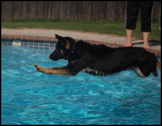 High drive dog swimming - Black and Tan German Shepherd swimming - Arnstein av Stavanger Aka Moe